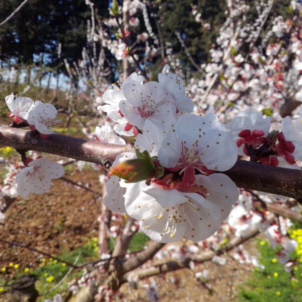 Il risveglio della natura!